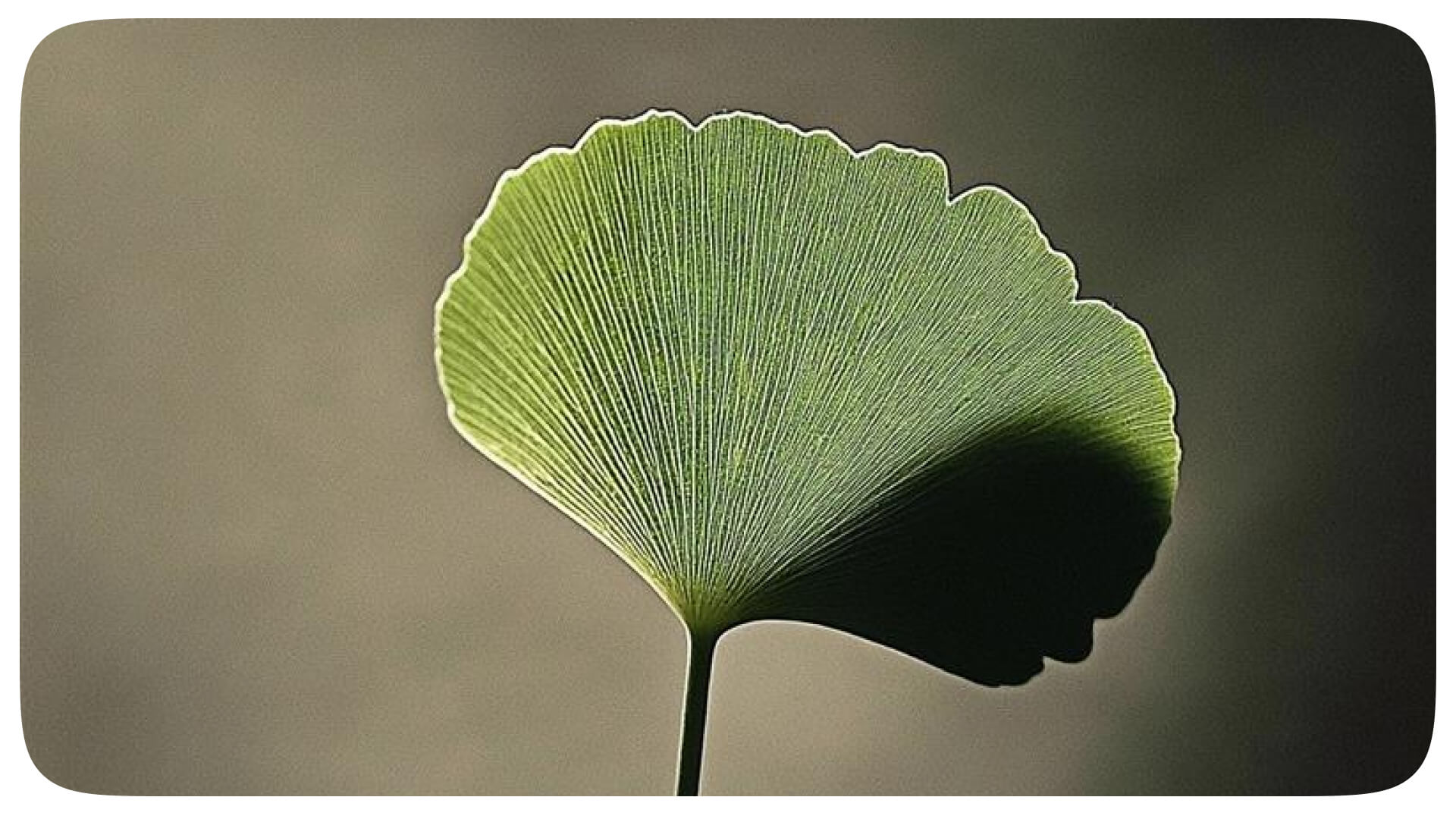 Image of Nature outdoors.